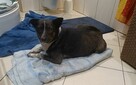 PESTKA zgarnięta z ulicy w czasie deszczu - 3