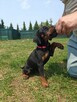 Szczenięta dobermana FCI po Championie z b. dobrym rodowodem - 14