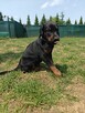 Szczenięta dobermana FCI po Championie z b. dobrym rodowodem - 12