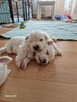 West Highland White Terrier ZKwP FCI - 2