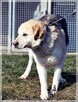 Winston – młody, bardzo pozytywny wielkopies do pokochania - 5