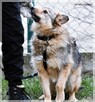 Petra – aktywna, bystra i proludzka suczka od 2 lat bez domu - 8