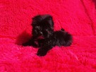 Black Yorkshire Terrier - czarny York. Cudak. - 8