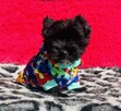 Black Yorkshire Terrier - czarny York. Cudak. - 4