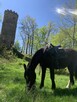 Jazdy konne wyjazdy w teren - 9