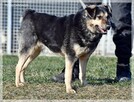 Lizak – wpatrzony w człowieka kundelek nie traci nadziei - 8