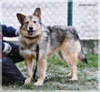 Petra – aktywna, bystra i proludzka suczka od 2 lat bez domu - 5