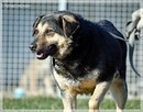 Lizak – wpatrzony w człowieka kundelek nie traci nadziei - 6