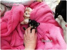 MINI XS! Suczka Ratlerek Pinczer miniaturowy z Rodowodem Do - 3