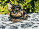York piękny Zenuś . Uroda Laleczki. Luxusowy cudny. - 11