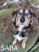 Psy ze schroniska BAROS w Suchedniowie polecają się do adopc - 6