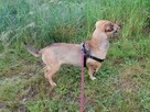 NASTKA malutka łagodna wesoła suczka poleca się do adopcji - 7