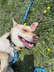 Fiona do adopcji - 2