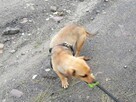 NASTKA malutka łagodna wesoła suczka poleca się do adopcji - 8