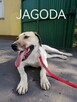 Psy ze schroniska BAROS w Suchedniowie polecają się do adopc - 3