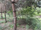 Działka na sprzedaż - 4