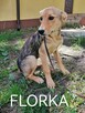 Psy ze schroniska BAROS w Suchedniowie polecają się do adopc - 5