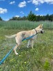 Fiona do adopcji - 8