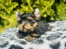 York piękny Zenuś . Uroda Laleczki. Luxusowy cudny. - 9
