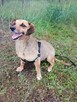 NASTKA malutka łagodna wesoła suczka poleca się do adopcji - 6