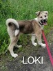 LOKI młody radosny szczeniak szuka domu - 1