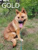 Psy ze schroniska BAROS w Suchedniowie polecają się do adopc - 1