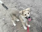 LOKI młody radosny szczeniak szuka domu - 4