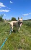 Fiona do adopcji - 10
