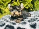 York piękny Zenuś . Uroda Laleczki. Luxusowy cudny. - 6