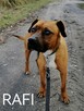 Psy ze schroniska BAROS w Suchedniowie polecają się do adopc - 7