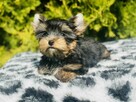 York piękny Zenuś . Uroda Laleczki. Luxusowy cudny. - 8