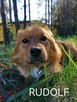 Psy ze schroniska BAROS w Suchedniowie polecają się do adopc - 10