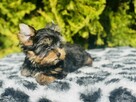 York piękny Zenuś . Uroda Laleczki. Luxusowy cudny. - 3