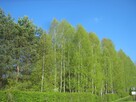 Piękna działka na Mazurach z linią brzegową - 4