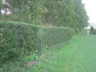 Piękna działka na Mazurach z linią brzegową - 16