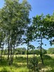 Działka z domem letniskowym w przepięknej okolicy - 13