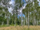 Działka leśna w pięknej okolicy - 2