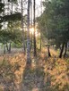 Działka leśna w pięknej okolicy - 4