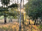 Działka leśna w pięknej okolicy - 7