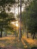 Działka leśna w pięknej okolicy - 12