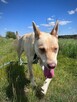 Fiona do adopcji - 11
