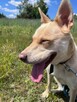 Fiona do adopcji - 5
