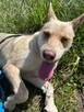 Fiona do adopcji - 9