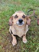 NASTKA malutka łagodna wesoła suczka poleca się do adopcji - 4