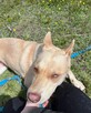 Fiona do adopcji - 4