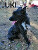 Psy ze schroniska BAROS w Suchedniowie polecają się do adopc - 12