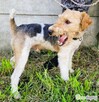 PAGO – foxterrier szorstkowłosy szuka domu - 2