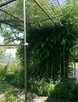 Działka ROD Jarzębina Altana murowana dwukondygnacyjna, wędz - 2