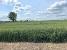 Działka budowlana Nowa Wieś, Rudunki, gm. Aleksandrów Kuj. - 7