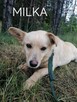 Psy ze schroniska BAROS w Suchedniowie polecają się do adopc - 7